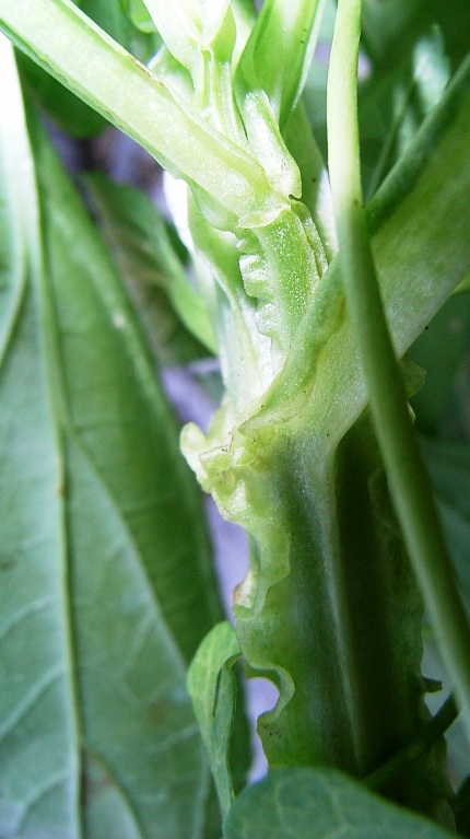 Scrophularia umbrosa